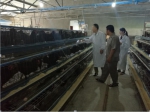 市畜牧总站景开旺调研城口山地鸡产业发展情况 - 农业厅