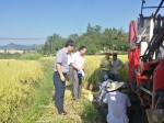 北碚区：农委领导带队检查水稻机收工作 - 农业机械化信息