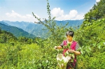 重庆日报：田坝村的村民要发“树叶财”就差一个手工作坊 - 林业厅