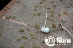 300多万元亏出来的重庆“蛙王”，如今他的600万只稻田蛙成熟了…… - 重庆晨网