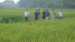 察看直播水稻生长情况 - 农业机械化信息