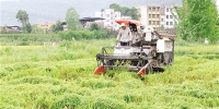 万州区：水稻机收 颗粒归仓 - 农业机械化信息