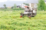 万州区：水稻机收 颗粒归仓 - 农业机械化信息