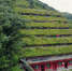 重庆金佛山草坪屋顶 似现实版“霍比特人”之家 - 重庆晨网
