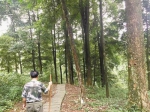 永川发现全国面积最大金丝楠木天然林 - 重庆新闻网