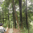 重庆日报：永川发现全国面积最大金丝楠木天然林 - 林业厅