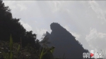 稀奇！开州一山崖形似“巨猴” - 重庆晨网