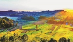 晒秋！秋日的蓝天下，重庆的田野遍地金黄 - 重庆晨网