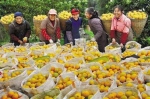 全国最大柑橘交易中心将在忠县上线 - 重庆晨网