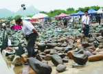 重庆奇石收藏者近两万名 每周数千人参与拍卖 - 重庆晨网