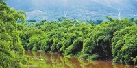 梁滩河水体富营养化 水葫芦大量生长 - 重庆晨网