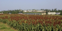 永川区：高粱生产全程机械化助农增收成效好 - 农业机械化信息
