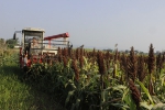 永川区：高粱生产全程机械化助农增收成效好 - 农业机械化信息
