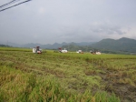 秀山县：全力组织开展水稻机收作业 - 农业机械化信息