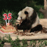 一位“百岁”大熊猫的生日自白：我不想老 更不想减肥 - 重庆晨网