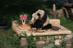 一位“百岁”大熊猫的生日自白：我不想老 更不想减肥 - 重庆晨网