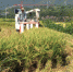 盈益农业公司收割机在綦江区古南街道金桥村开垦的撂荒地收割水稻 - 农业机械化信息