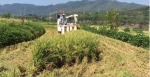 盈益农业公司收割机在綦江区古南街道金桥村开垦的撂荒地收割水稻 - 农业机械化信息