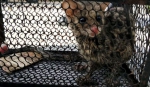 秀山县林业局放生国家二级保护动物—斑林狸 - 林业厅