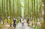 巫山南川被评为“全国森林旅游示范县” - 重庆晨网