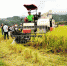 黔江区：推进水稻机械化收割，减轻农民劳动强度 - 农业机械化信息