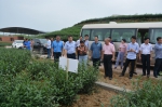 农业部领导督导茶叶有机肥替代化肥示范县行动工作 - 农业厅