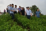 农业部领导督导茶叶有机肥替代化肥示范县行动工作 - 农业厅