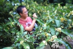 市民在桂花丛中拍摄盛开的花。记者 李文科 摄.jpg - 重庆晨网