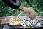 重庆动物园“大圣”过中秋  20位 “大厨” 为它做月饼 - 重庆晨网