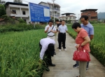 市农技总站水稻专家指导开州优质再生稻标准化生产 - 农业厅