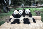 重庆大熊猫30年前就过上幸福生活：每天营养餐，主吃缙云山嫩竹 - 重庆晨网