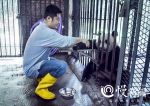 重庆大熊猫30年前就过上幸福生活：每天营养餐，主吃缙云山嫩竹 - 重庆晨网
