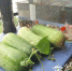 会玩！别人在打“农药”他们在种菜 重庆高校男生将宿舍阳台变成菜园子 - 重庆晨网