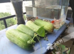 会玩！别人在打“农药”他们在种菜 重庆高校男生将宿舍阳台变成菜园子 - 重庆晨网
