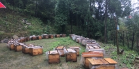 市畜牧总站特色科科长景开旺调研黔江区蜜蜂产业 - 农业厅