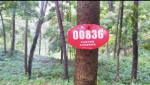 为保护林场、宣传森林防火 他与妻子巡山三十年 - 重庆晨网