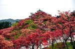 巴南区的格桑花开了、枫叶红了 秋季应该是五彩斑斓的 - 重庆晨网