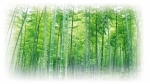 重庆日报：永川 蓝天白云入画中 绿水青山好生态 - 林业厅