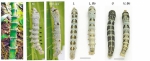 西南大学发现家蚕分子新机制 可对鳞翅目害虫进行控制 - 重庆晨网