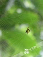 你误会蜘蛛了！它不是害虫，也有高颜值 - 重庆晨网