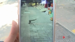 吓人！天上掉下一条蛇 差点砸中过路学生 - 重庆晨网