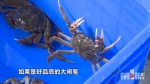 网传大闸蟹也被注水 记者实验发现..... - 重庆晨网