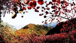 新华网：航拍重庆酉阳秋日红叶 如同从天上洒落的花瓣 - 林业厅
