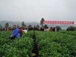 重庆市茶叶绿色发展培训会在永川召开 - 农业厅