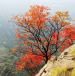 重庆的秋季，承包了所有色彩 - 重庆晨网
