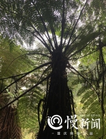 重庆珍档丨传说中的长江“侏罗纪公园”就在涪陵 - 重庆晨网