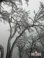 下雪啦！红池坝漫山遍野“梨花”开 - 重庆晨网