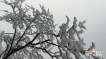 下雪啦！红池坝漫山遍野“梨花”开 - 重庆晨网