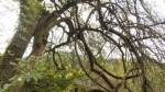 重庆丰都发现罕见黄荆树，树龄超300年！ - 重庆晨网