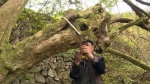 重庆丰都发现罕见黄荆树，树龄超300年！ - 重庆晨网